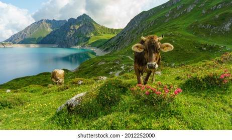 gelukkige bruine koe op de alpenweide tussen alpenrozen en andere bloeiende bloemen. rundvlees op de bloemrijke weiden van drietraps alpenlandbouw aan het meer van Brand. prachtige plek in Vorarlberg