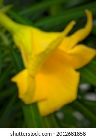 Flor Genji o Thevetia peruviana fuera de foco