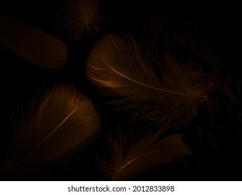 Schöne abstrakte braune Federn auf schwarzem Hintergrund und weiche gelbe Federstruktur auf dunklem Muster und gelbem Hintergrund, Federhintergrund, goldene Federfahnen, braune Textur