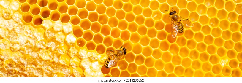 Mooie honingraat met bijen close-up. Een zwerm bijen kruipt door de raten om honing te verzamelen. Bijenteelt, gezond voedsel voor de gezondheid.