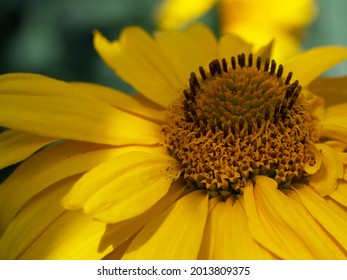 Arnica montana, also known as wolf's bane, leopard's bane, mountain tobacco and mountain arnica. Arnica montana is used as an herbal medicine for analgesic and anti-inflammatory purposes. Close-up.