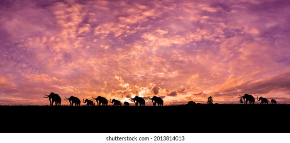 ゾウの大群が帰路につきます。美しい夕日の背景。サファリのテーマ。