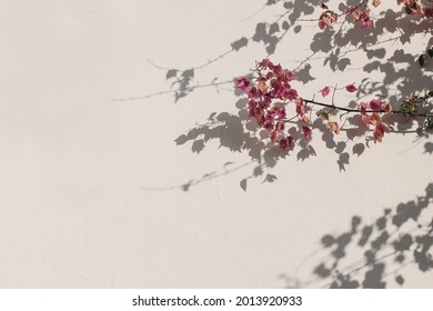 Dekorativer floraler Hintergrund. Blühende rosa Bouganvillea glabra Kletterpflanze gegen weiße Wand in Gold. Sonnenuntergang Licht. Blätter und Zweige Schatten. Leerer Kopienraum. Natürliches Sommerbanner.