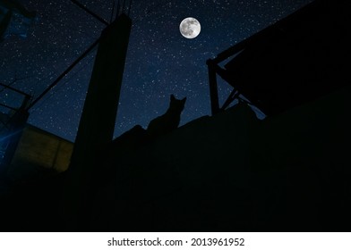 Chat assis sur un muret au clair de lune, contemplant la pleine lune. Silhouette du chat sur le toit d'un immeuble, la nuit. Photo à longue exposition.