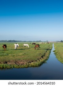 veel paarden in groene grazige weide en verre boerderij in holland onder blauwe lucht op zomerochtend in de buurt van kanaal niet ver van amsterdam
