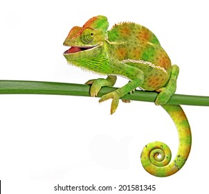 happy chameleon
