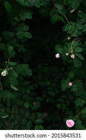 Hintergrund der grünen Blätter und der wilden Rosen. wilder Rosenbusch mit Kopienraum. Sie sind im Farbton dunkel. Grüne Blätter Textur Hintergrund. fotokonzept natur und pflanze.