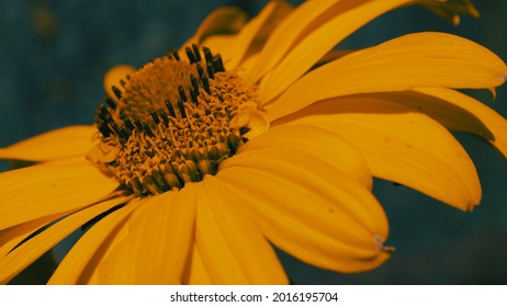 Arnica montana, also known as wolf's bane, leopard's bane, mountain tobacco and mountain arnica. Arnica montana is used as an herbal medicine for analgesic and anti-inflammatory purposes. Close-up.