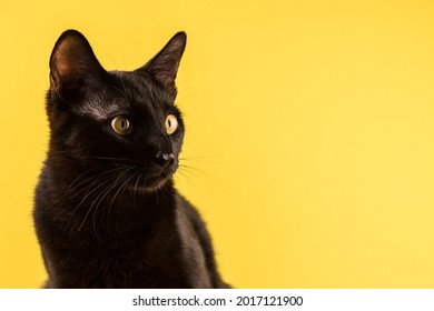 Portrait of a black cat looking into the distance on a yellow background, a place for your advertising. Copy space. Friday 13th. Halloween.