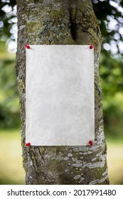 Announcement notice sign blank background pinned on a tree for message