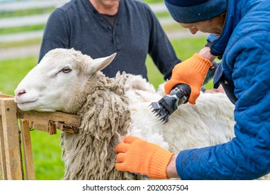 Schapenwol scheren door boer. Schaar die de wol van schapen scheren.