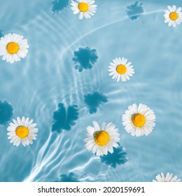 青い透明な水にデイジーの花。太陽と影のある夏の花の構成。自然の概念。上面図。セレクティブ フォーカス