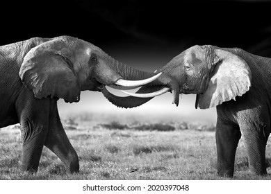 Artistic , black and white portrait of two huge african elephants, large tuskers, standing opposite each other, touching trunks. High contrast, side view, dark background. Kenya, Amboseli safari.