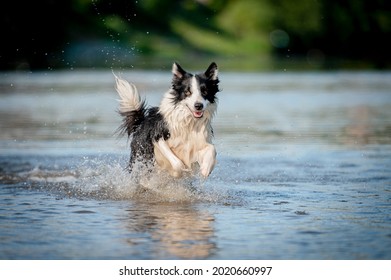 かわいい黒と白の健康で幸せな犬種のボーダーコリーは、夏の水川で。夏を楽しむ水の中で楽しいジャンプ犬を実行します。