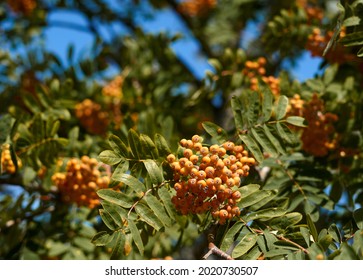 Primer plano de bayas de serbal rojo-naranja maduras que crecen en racimos en las ramas de un árbol de serbal. foto de alta calidad