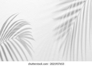 Hojas de luz y sombra, hoja de palma sobre fondo de hormigón de pared blanca grunge. Patrón natural de hoja tropical abstracta de silueta para papel tapiz, primavera, textura de verano. Fondo de imagen borrosa en blanco y negro