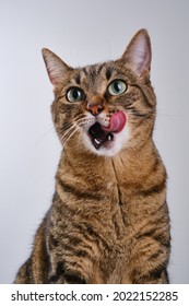 Retrato em close-up de um gato. Focinho de um gato malhado fofo lambendo os lábios. Foco seletivo. O focinho de um gato doméstico marrom.
