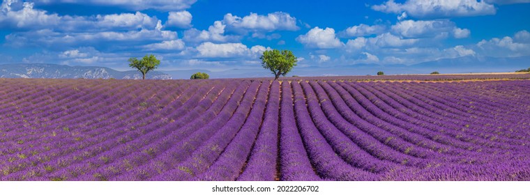 Stunning purple field landscape of lavender flowers and two trees. Tranquil spring summer nature panorama background. Idyllic bright nature, artistic view blue cloudy sky. Amazing beauty nature scenic