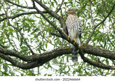 Cooper's Hawk sedí na stromě a dívá se upřeně doleva. Také známý jako Big Blue Darter, Chicken Hawk, Hen Hawk nebo Quail Hawk. Taylor Creek Park, Toronto, Ontario, Kanada.