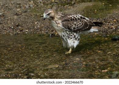 První rok mládě jestřába rudoocasého se brodí mělkou vodou. Hovorově známý jako Chickenhawk. Taylor Creek Park, Toronto, Ontario, Kanada.