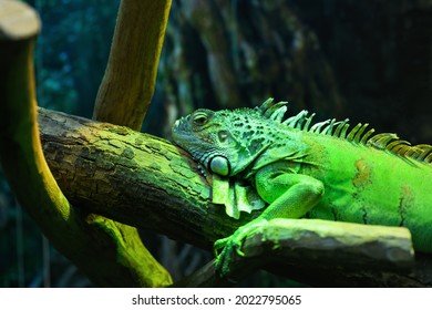 Iguana verde en un terrario de cerca