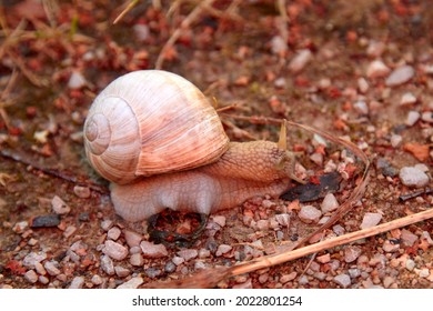 Snail walking on a stony road. High quality photo. Selective focus