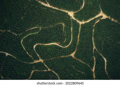 Het patroon van onverharde wegen in oliepalmplantages, bekeken vanaf een hoogte van 400 meter