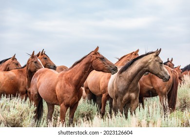 Montana American quarter horse kudde bij de drinkplaats en grazend op de vlakten voor de Pryor Mountains