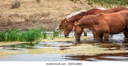 Đàn ngựa quý Montana của Mỹ tại hố tưới nước và gặm cỏ trên đồng bằng phía trước Dãy núi Pryor