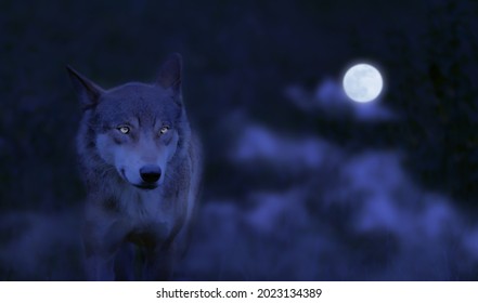 close-up van een rennende wolf van voren 's nachts en volle maan, kracht van een mooie jager met aandachtige ogen in het bos, griezelig dierenconcept voor halloween