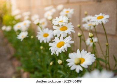 Weiße schöne Gänseblümchen auf einem Feld im grünen Gras im Sommer. Oxeye-Gänseblümchen, Leucanthemum vulgare, Gänseblümchen, Dox-Eye, gemeines Gänseblümchen, Hundegänseblümchen, Mondgänseblümchen. Gartenkonzept