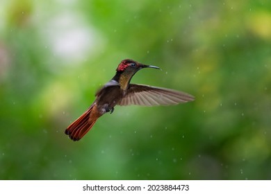 Ein Ruby Topaz Kolibri (Chrysolampis Mosquitus) schwebt im Regen mit dunkelgrünem Hintergrund. Vogel im Flug. Tropischer Vogel in freier Wildbahn.