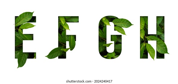 Fuente de hoja E,F,G,H aislada sobre fondo blanco. Fuente de hojas E,F,G,H hecha de hojas vivas reales con forma de fuente cortada en papel anterior. fuente de hojas