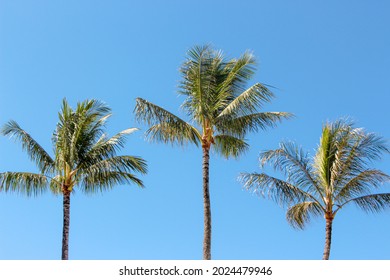 Three palm trees lined up in Hawaii