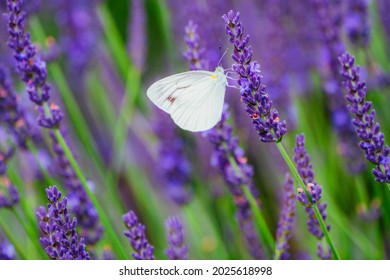 Mariposa blanca volando alrededor del parque lavanda