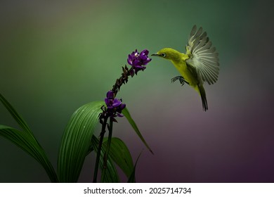 Gele Colibri die in de bloem met kleurrijke bokehachtergrond zweeft