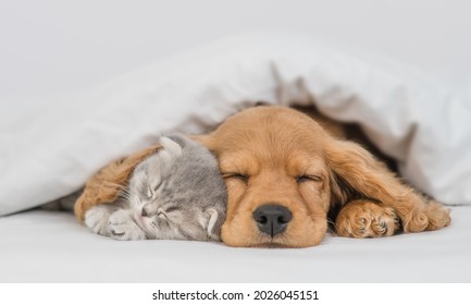 Het jonge Engelse Cocker-spaniëlpuppy koestert katje. Huisdieren slapen samen onder een witte warme deken op een bed thuis