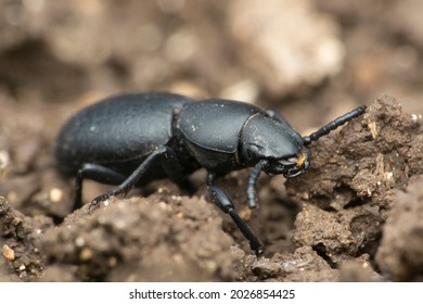 Kumbang gelap, spesies Tenebrionidae, Satara Maharashtra India