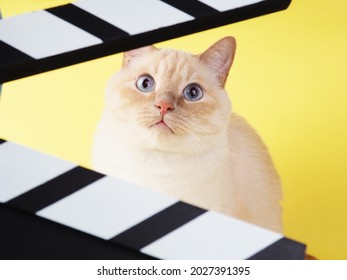 Gato alegre blanco mira a través de Clapperboard sobre un fondo amarillo