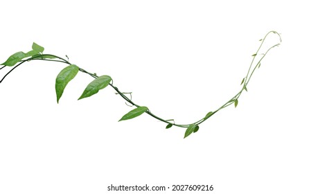クリッピング パスと白い背景で隔離のツイスト ジャングルつる植物。東南アジア原産の薬用植物ティリアコラ トリアンドラの緑の葉つる植物。