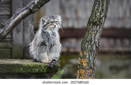 パラスの猫 - Otocolobus manul - 石のポーチで休む