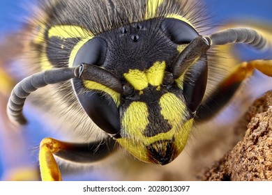 Super macro portret van een wesp op een zwarte achtergrond. Macrofotografie van het hele gezicht. Grote scherptediepte en veel details van het insect.