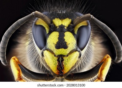 黒の背景にハチのスーパー マクロ ポートレート。全顔マクロ撮影。被写界深度が大きく、昆虫の細部がたくさん。
