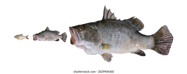 Grote vissen eten kleine vissen. Voedingscyclus. Bedrijfsconcept de grote vissen eten de kleine, de machtigen jagen instinctief en consequent op de zwakken.