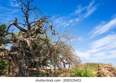 Árbol milenario. El tronco y las ramas de un árbol muy viejo. Nubes en el cielo azul. La morera tiene mil años. Paisaje de verano con árbol perenne