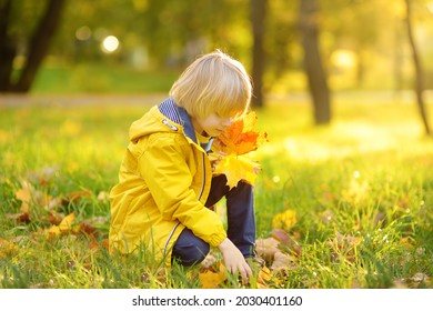 Little boy having fun during stroll in the forest at sunny autumn day. Child playing maple leaves. Active family time on nature. Hiking with little kids. Leaves rustle.