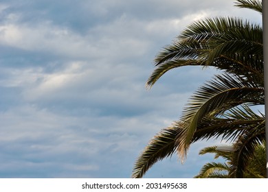 Palm trees against blue sky, Palm trees at tropical coast, coconut tree, summer tree. background with copy space. High quality photo