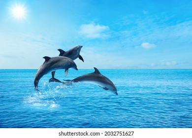 Mooie tuimelaars die op zonnige dag uit zee springen met helder blauw water