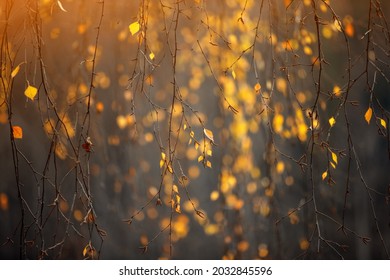 Yellow, orange and red beautiful autumn leaves on trees in autumn forest. Golden sunset and bokeh background