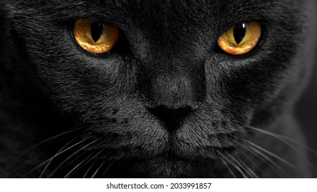 Mắt mèo màu vàng trên nền tối. Nhìn mèo. khuôn mặt có đôi mắt màu vàng.